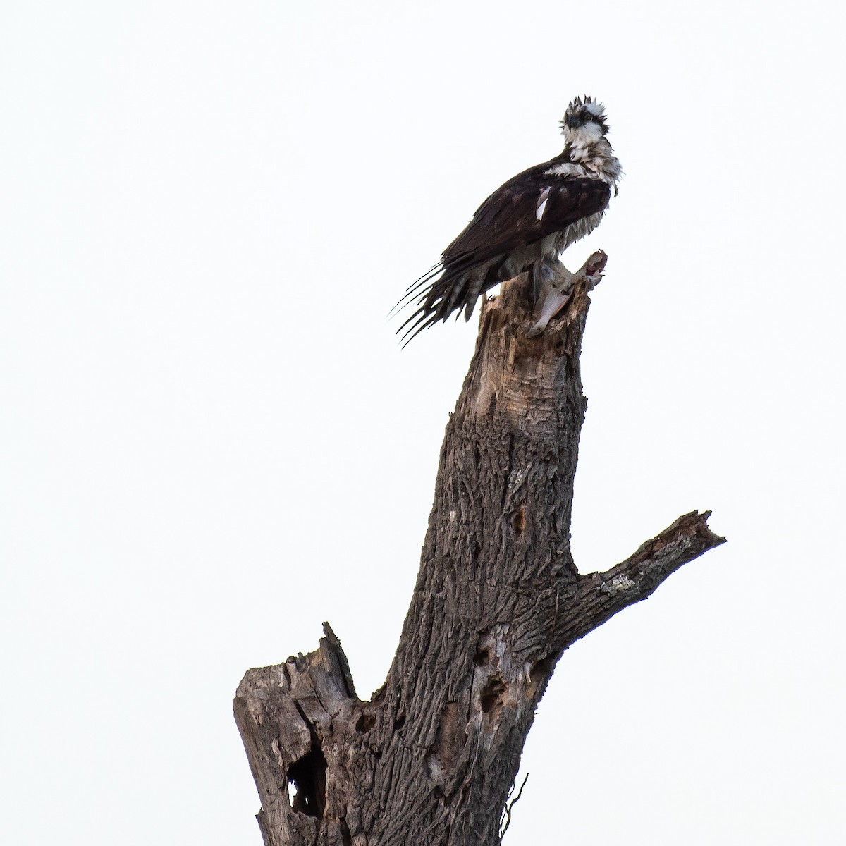 שלך (carolinensis) - ML642043751