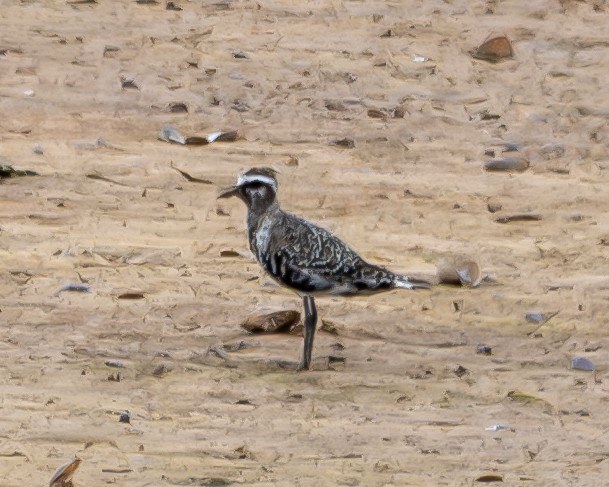 American Golden-Plover - ML642043753