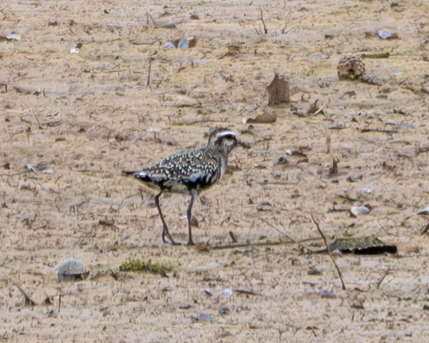 American Golden-Plover - ML642043754