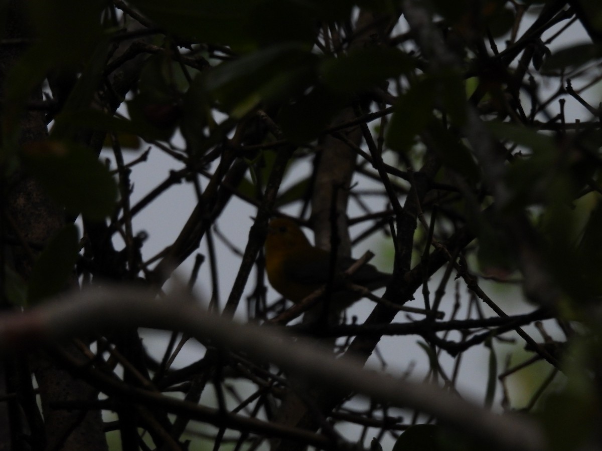 Prothonotary Warbler - ML642043757