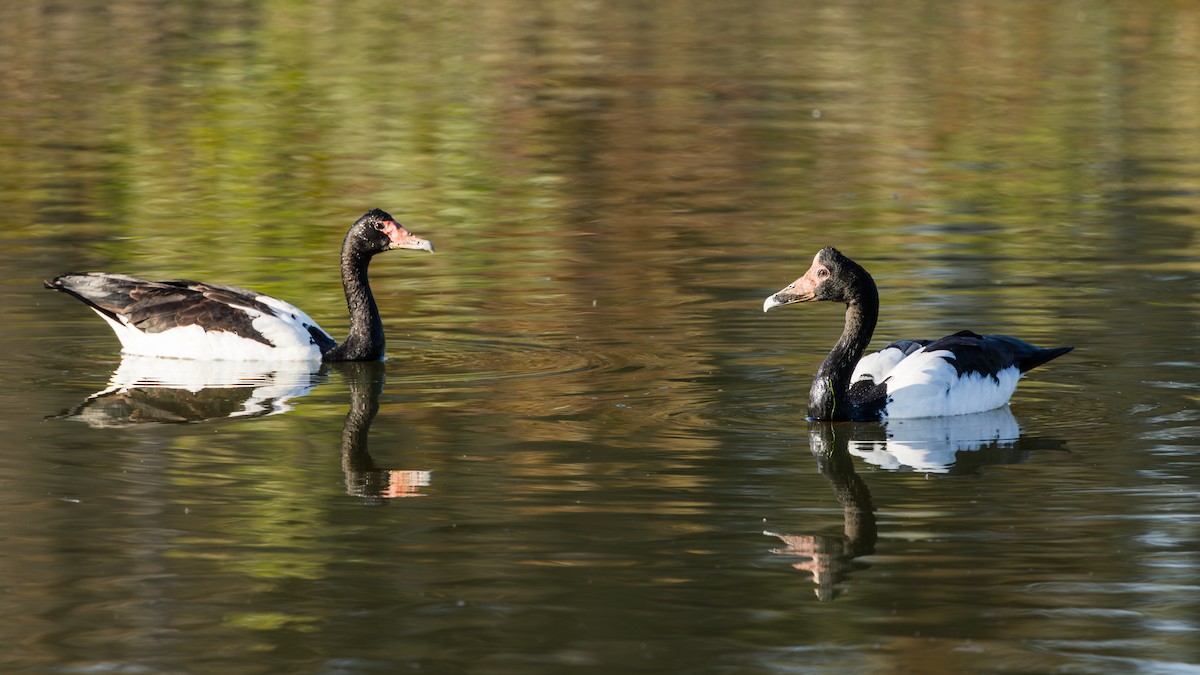 Magpie Goose - ML642043765