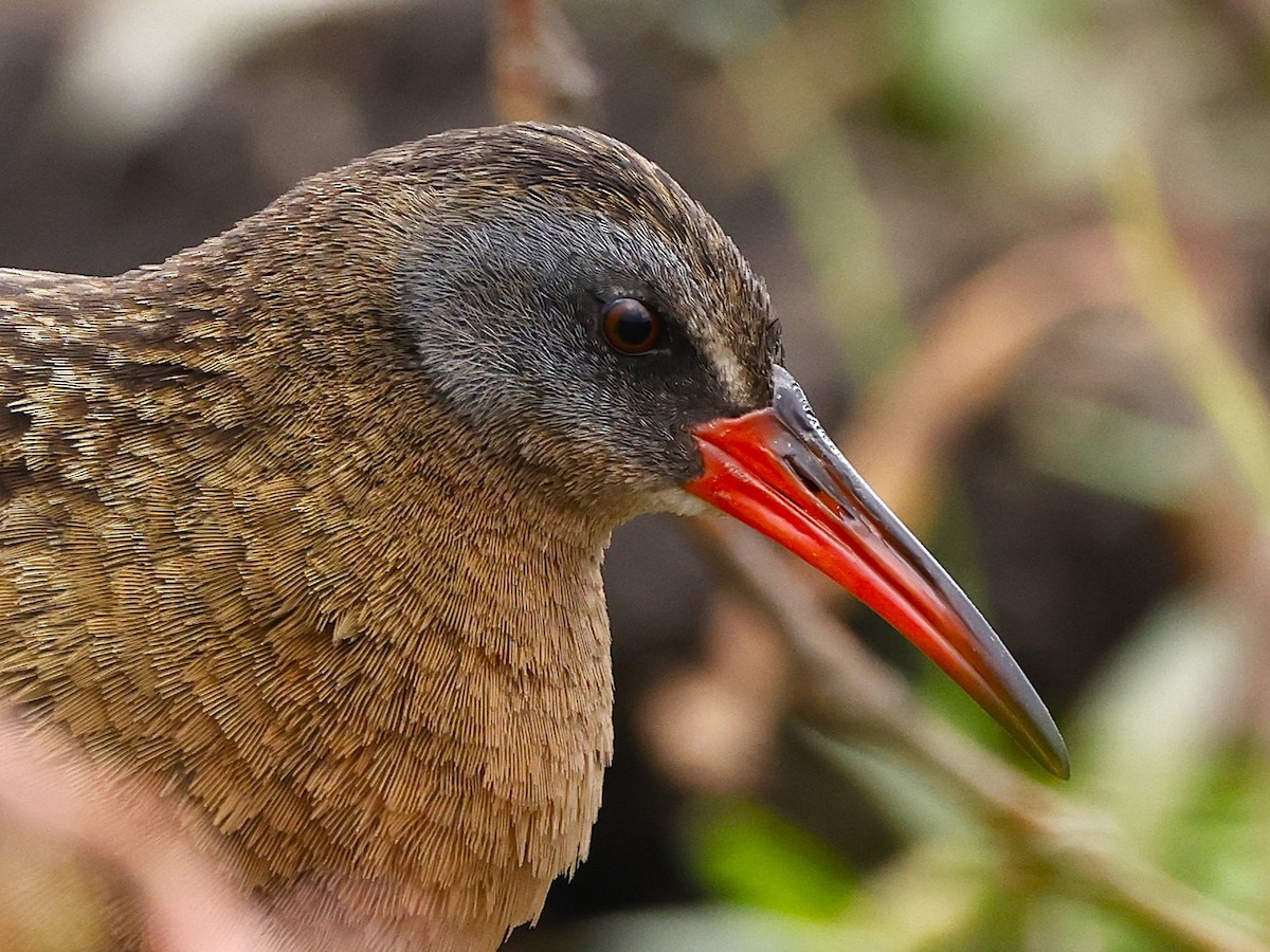 Ecuadorian Rail - ML642043780