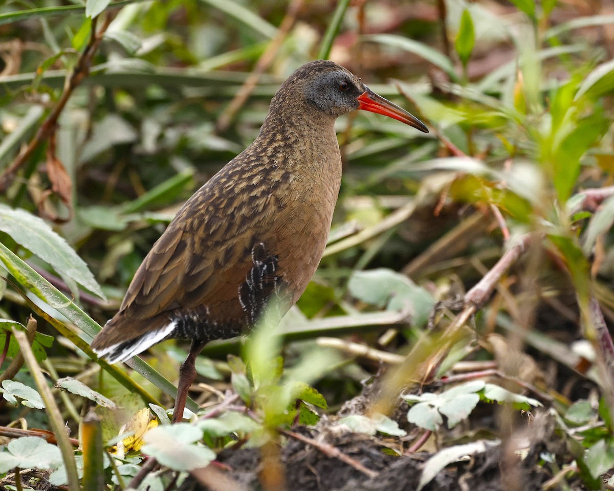 Ecuadorian Rail - ML642043781