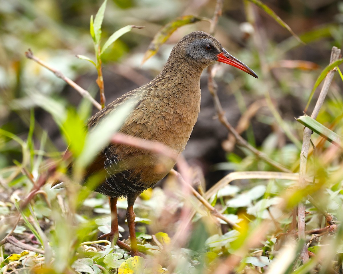 Ecuadorian Rail - ML642043782