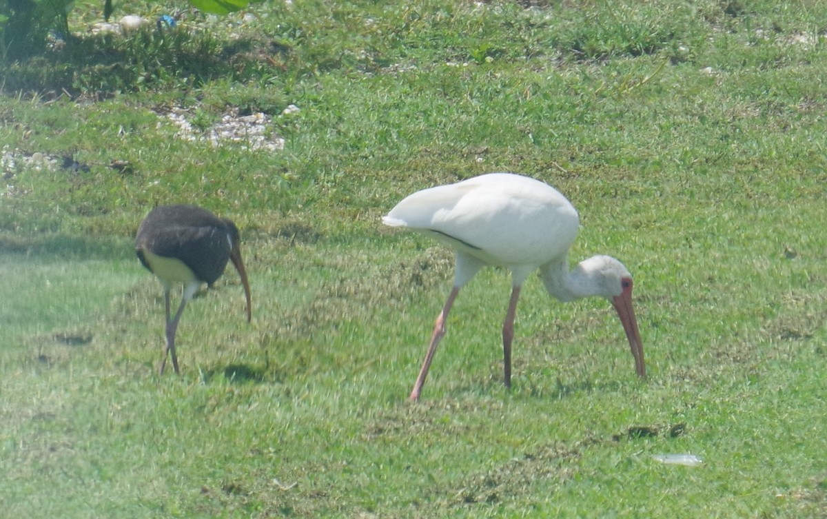 ibis bílý - ML642043803