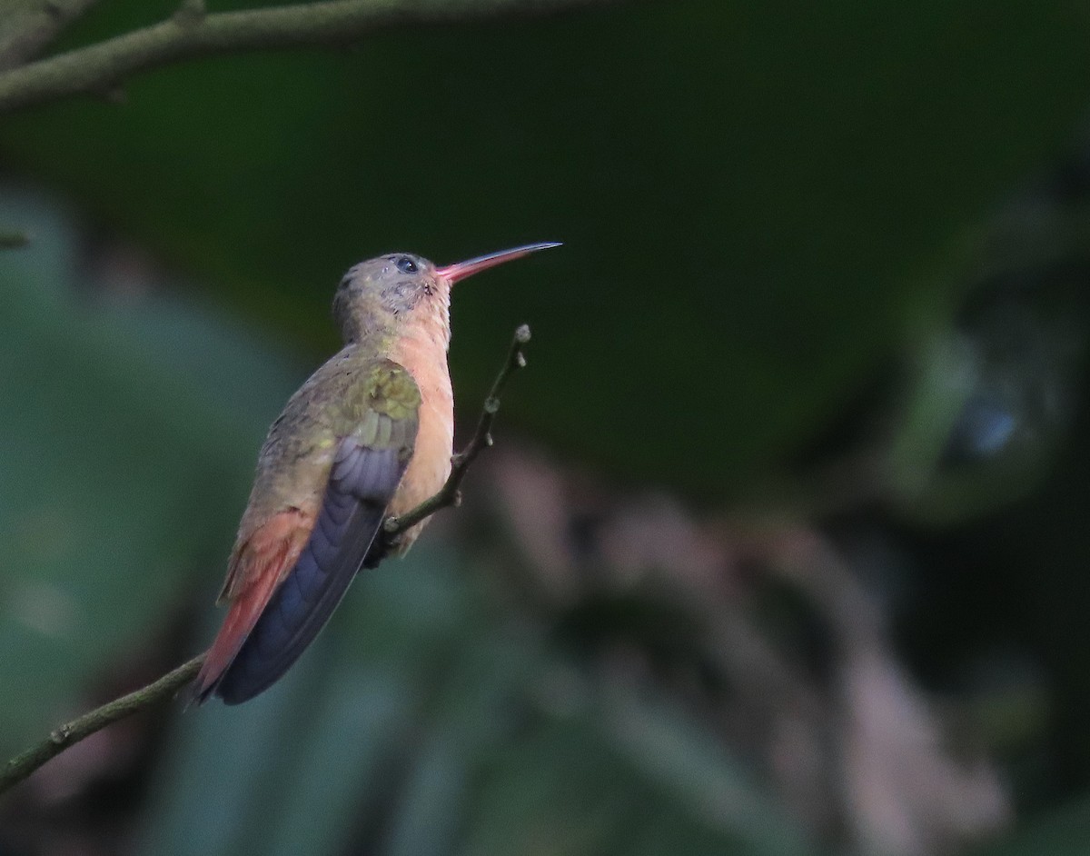 Cinnamon Hummingbird - ML642043829
