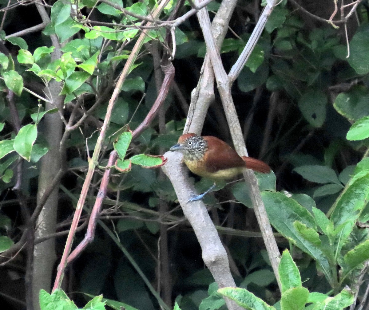 Barred Antshrike - ML642043844
