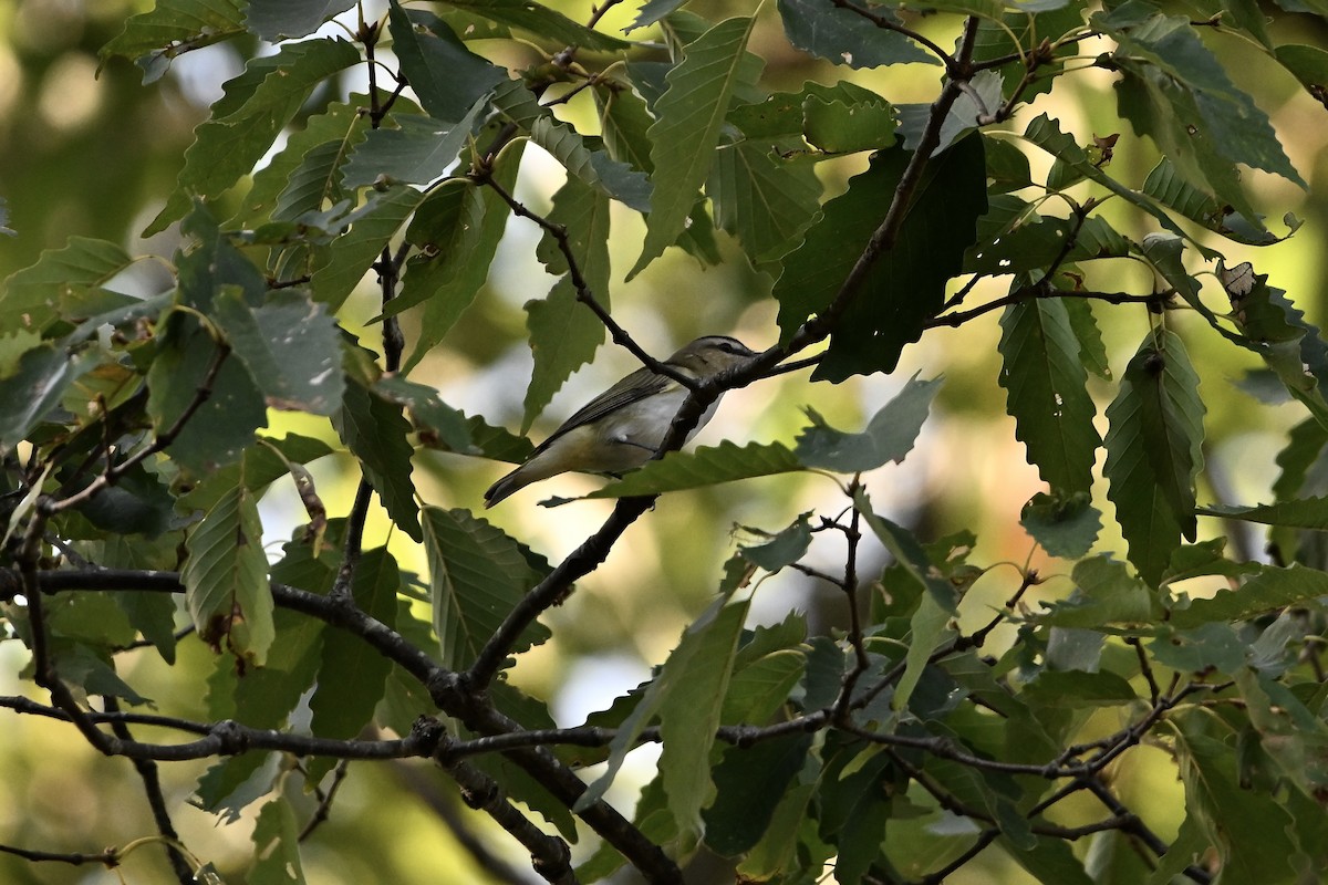 Red-eyed Vireo - ML642043851