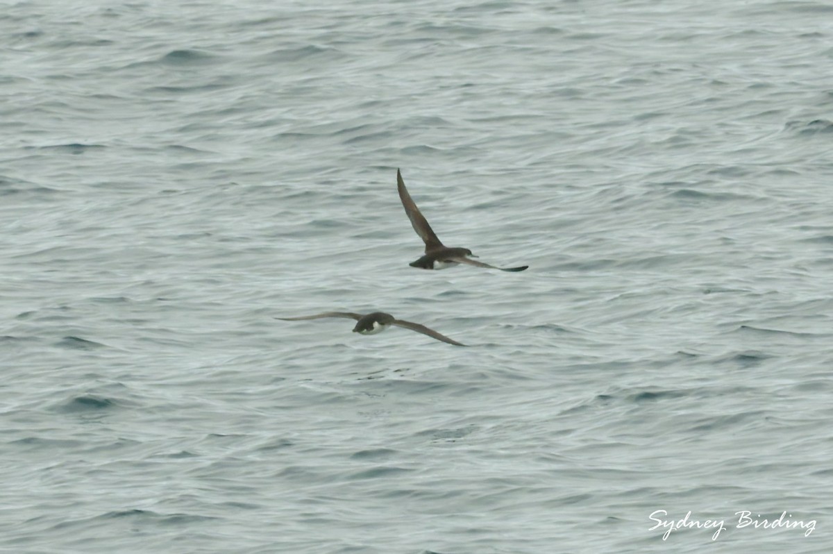 Fluttering Shearwater - ML642043854