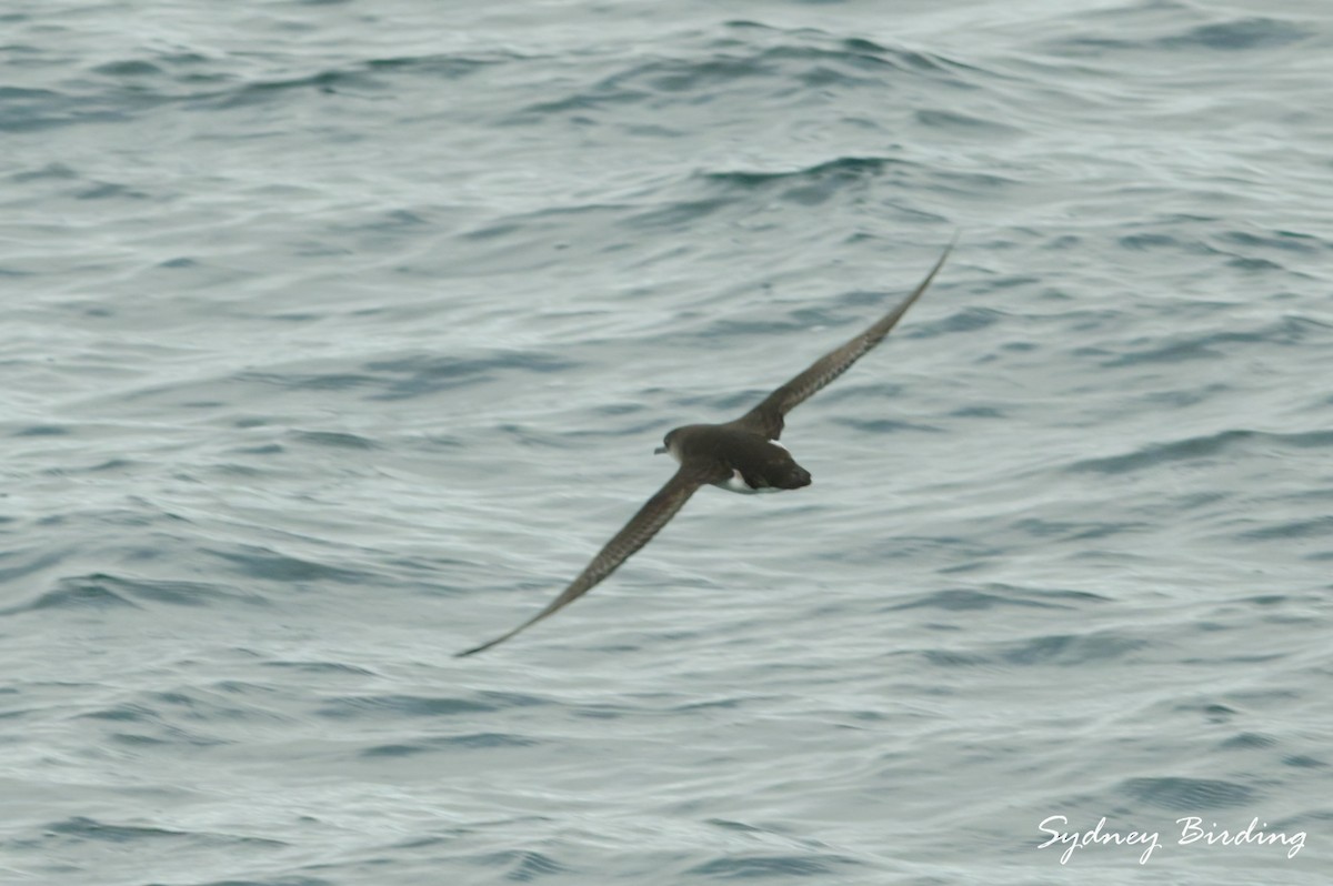 Fluttering Shearwater - ML642043855