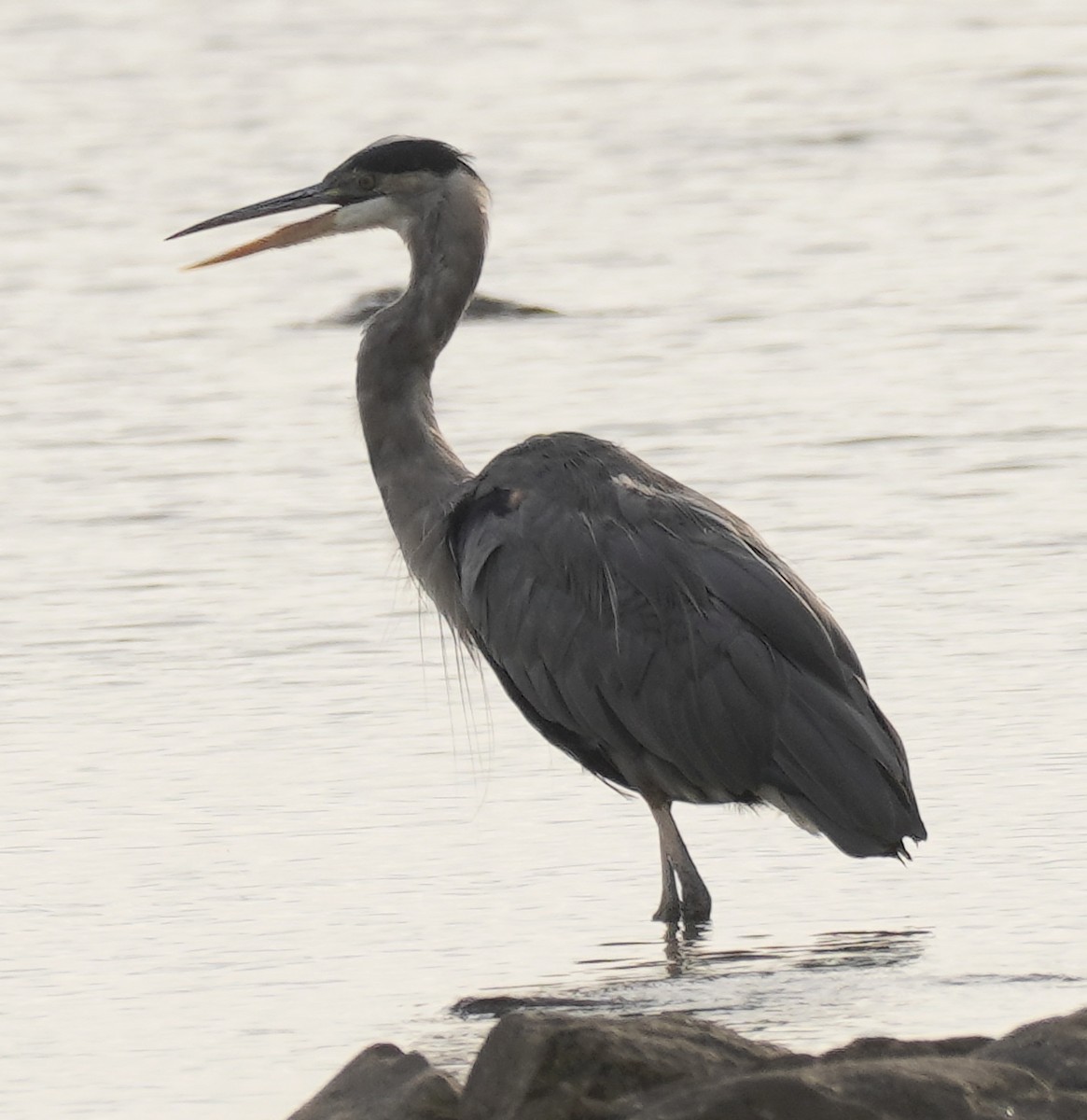 Great Blue Heron - ML642043865