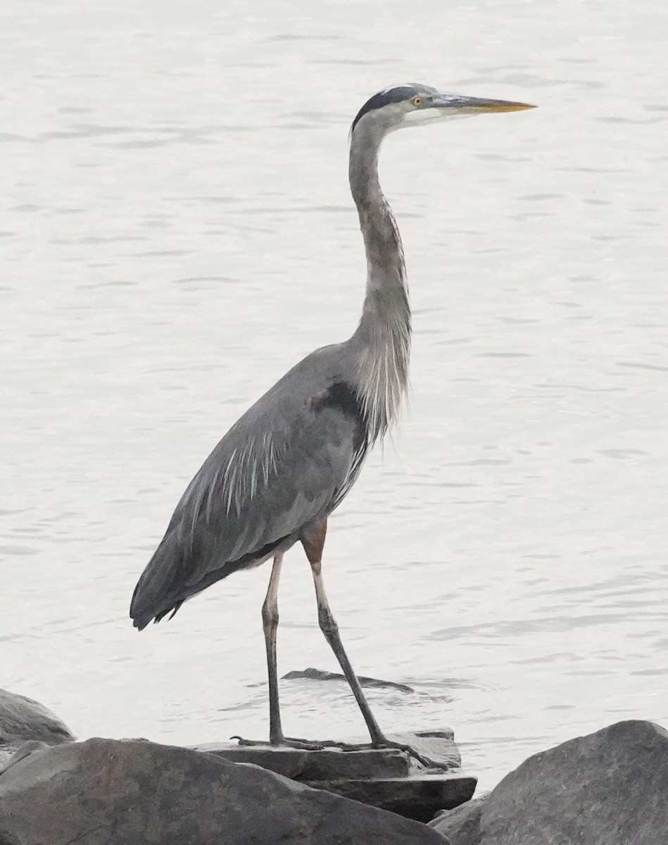 Great Blue Heron - ML642043866