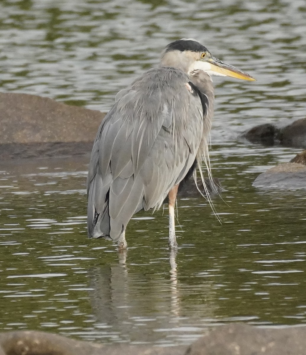Great Blue Heron - ML642043867
