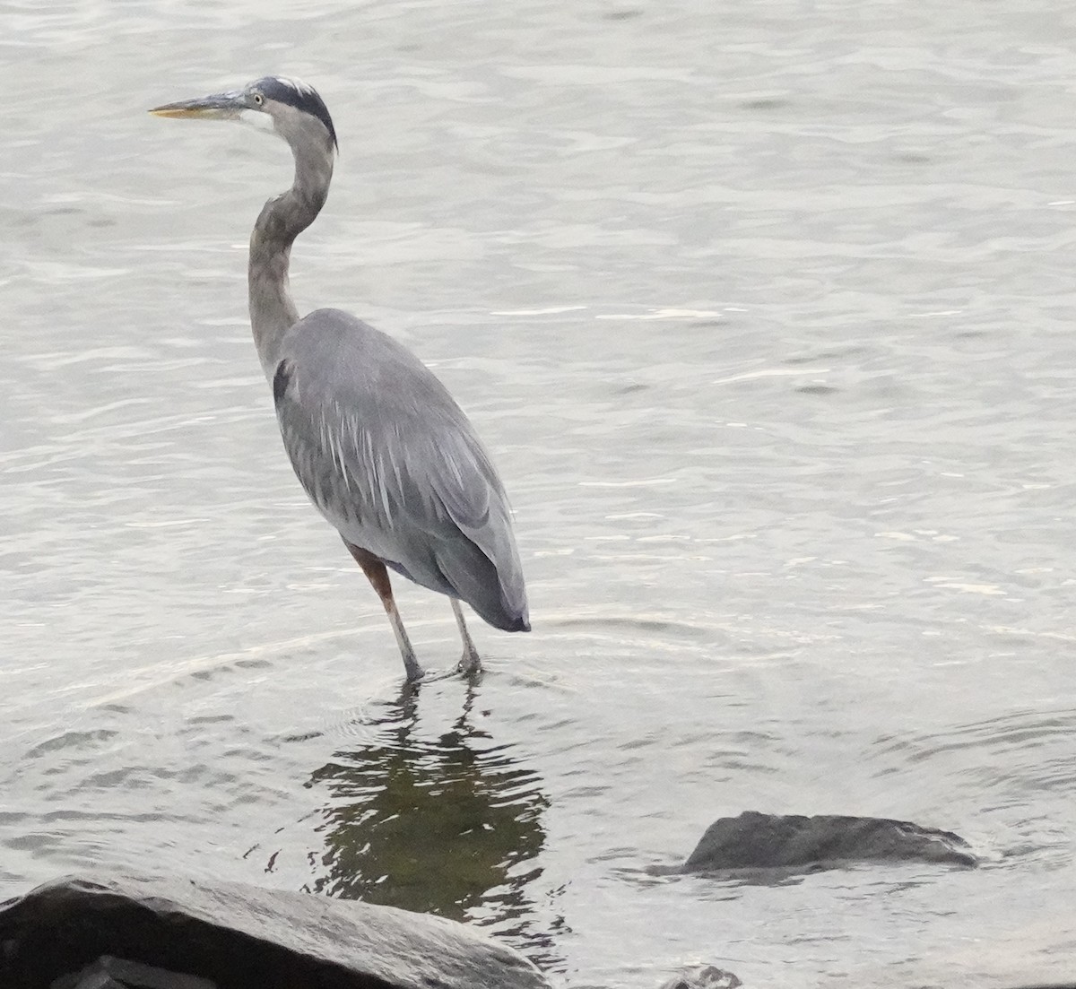Great Blue Heron - ML642043868