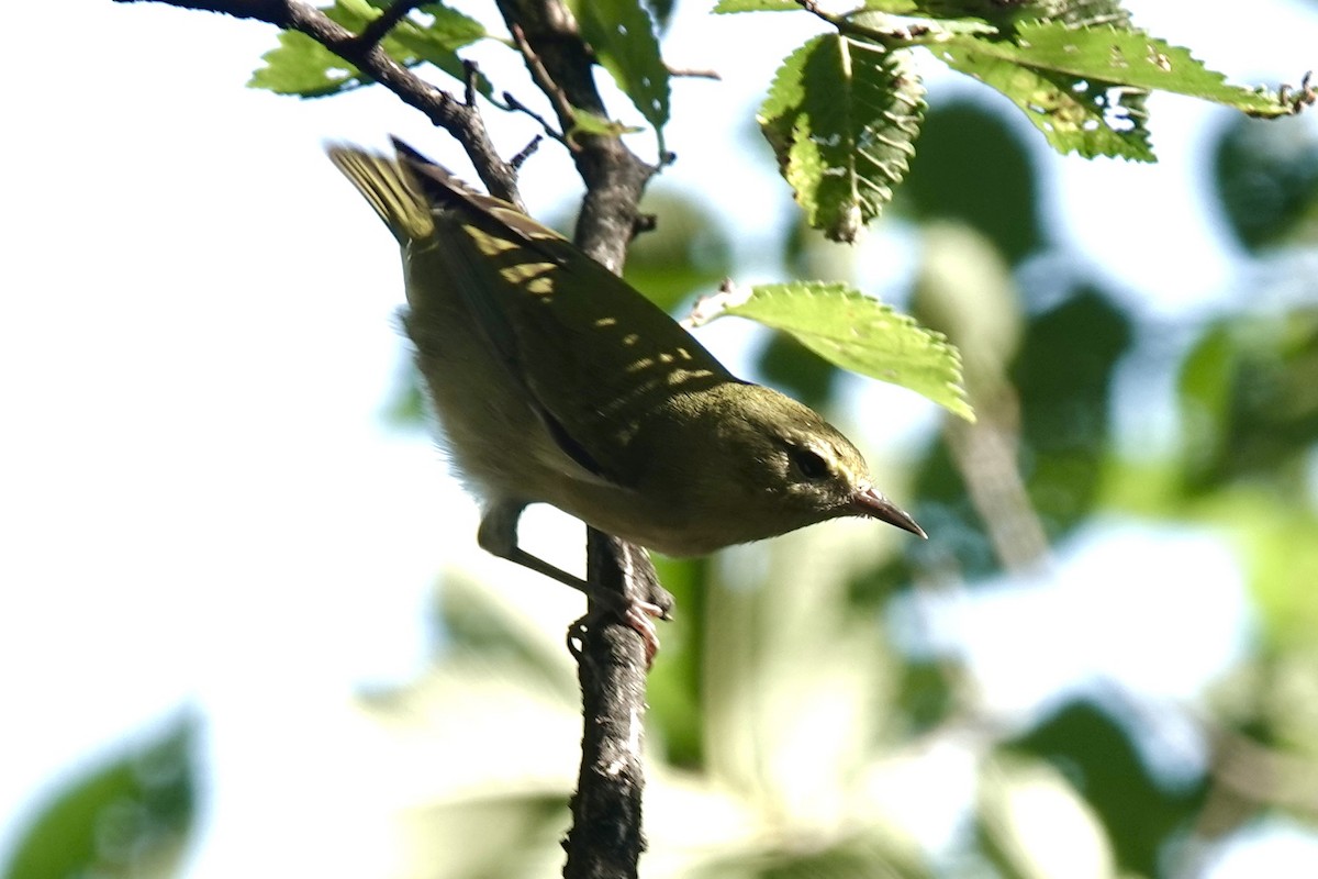 Tennessee Warbler - ML642043878