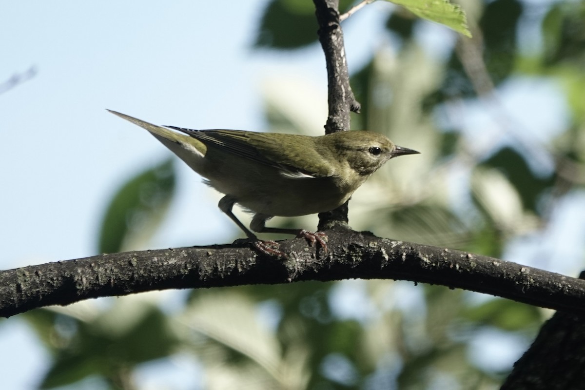 Tennessee Warbler - ML642043880