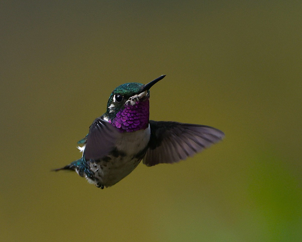 White-bellied Woodstar - ML642043887