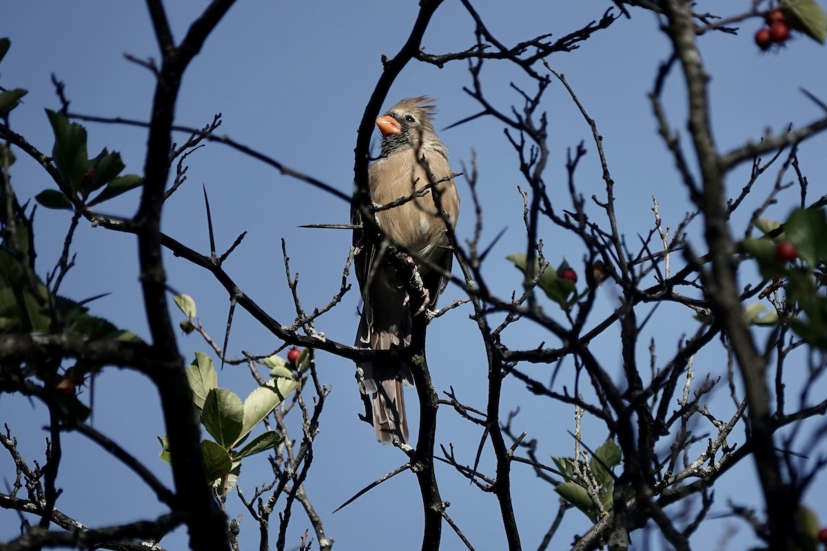 Northern Cardinal - ML642043891