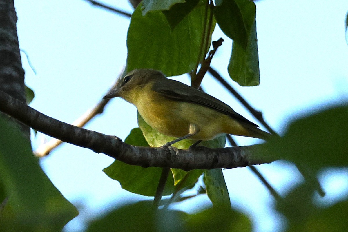 Philadelphia Vireo - ML642043915