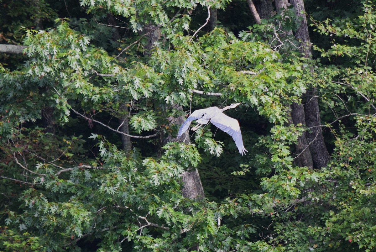Great Blue Heron - ML642043917