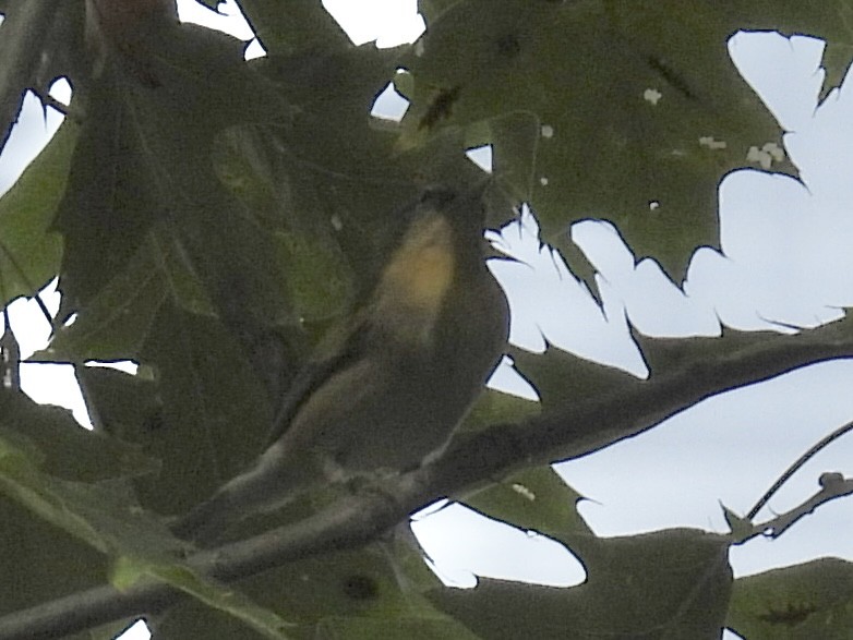 Tennessee Warbler - ML642043953