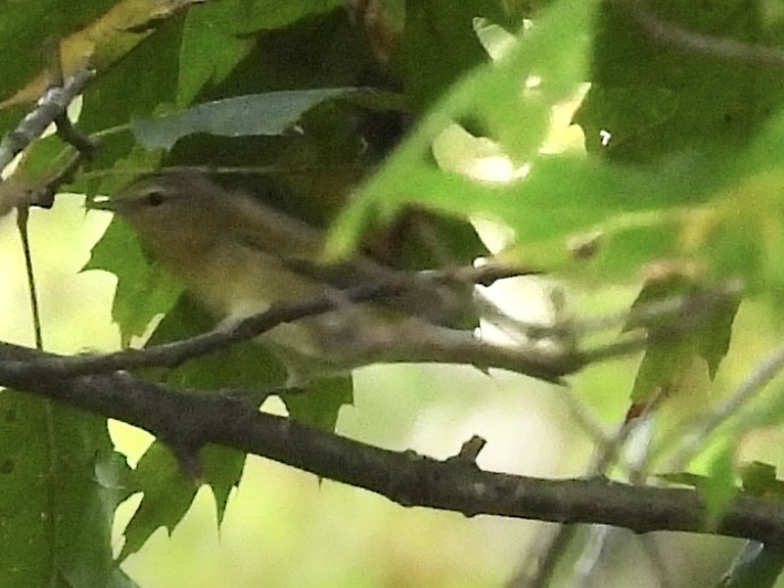 Tennessee Warbler - ML642043954