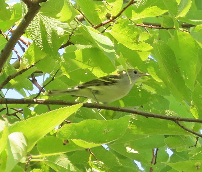 Chestnut-sided Warbler - ML642043965