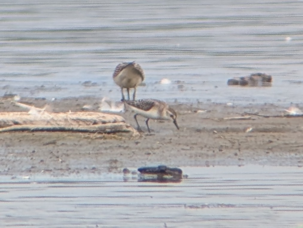 Semipalmated Sandpiper - ML642043970
