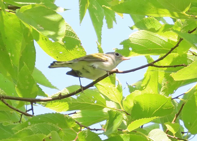 Chestnut-sided Warbler - ML642043971