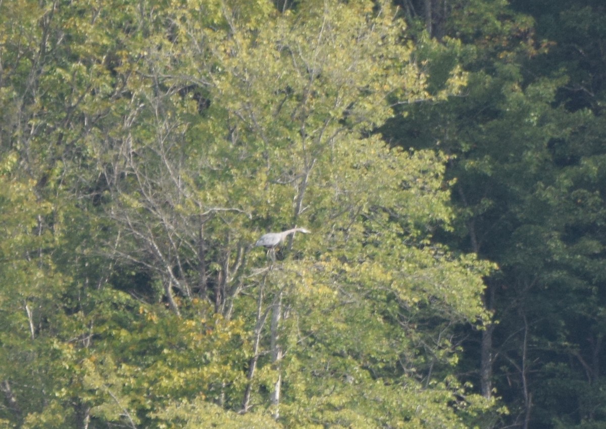 Great Blue Heron - ML642043979