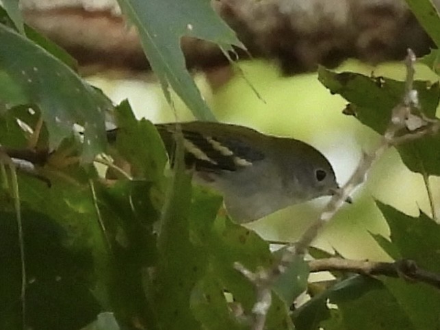 Chestnut-sided Warbler - ML642043981