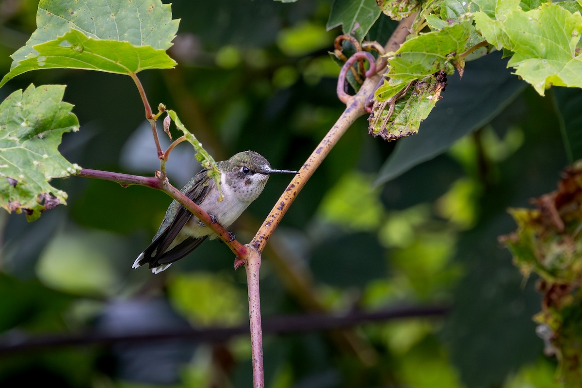 Ruby-throated Hummingbird - ML642043989