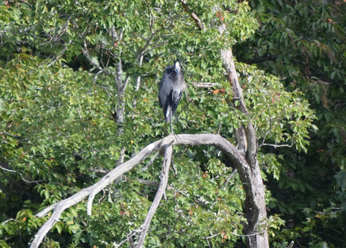 Great Blue Heron - ML642044004