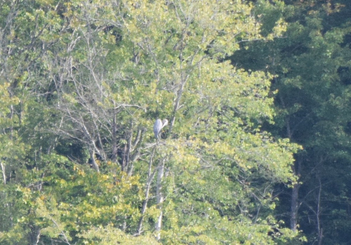 Great Blue Heron - ML642044012