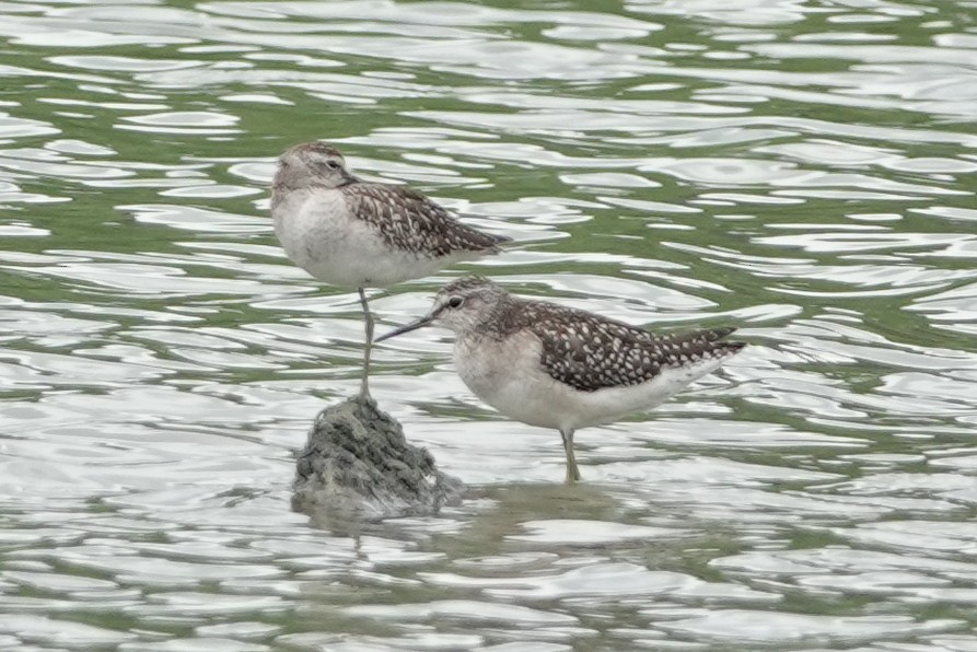 Wood Sandpiper - ML642044016