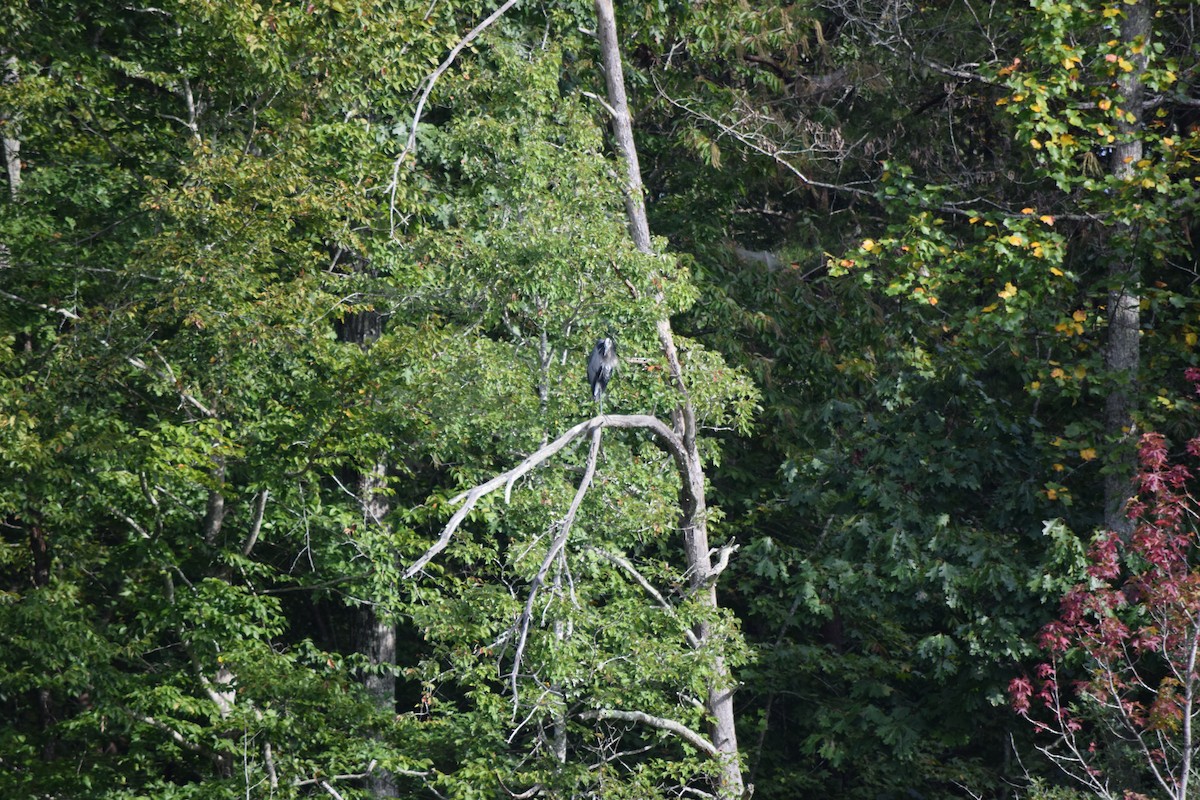 Great Blue Heron - ML642044022