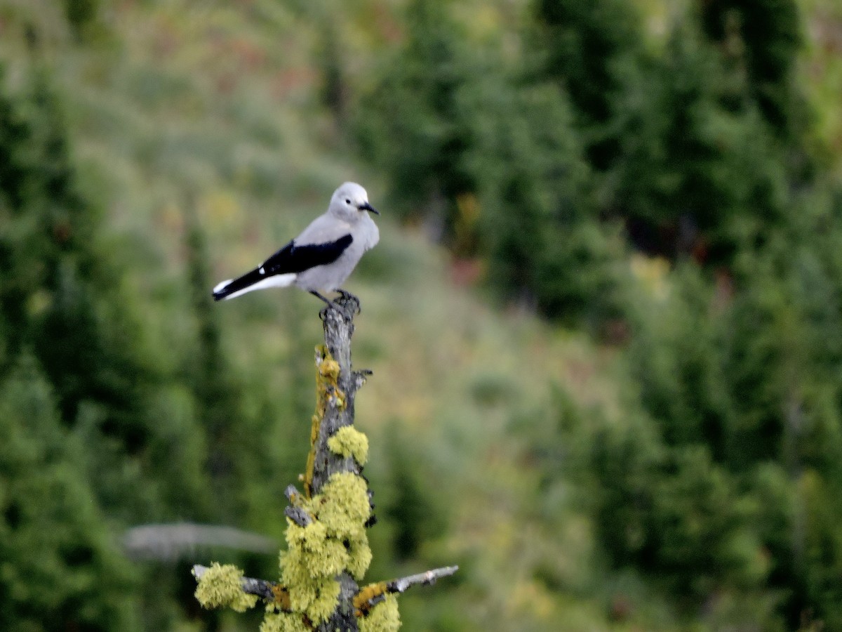 Clark's Nutcracker - ML642044030