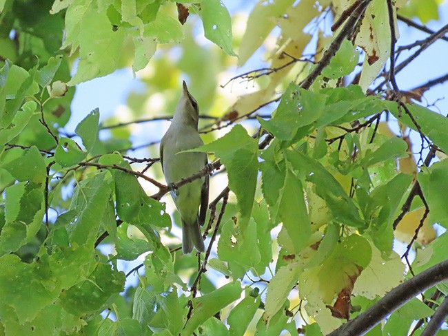 Red-eyed Vireo - ML642044035