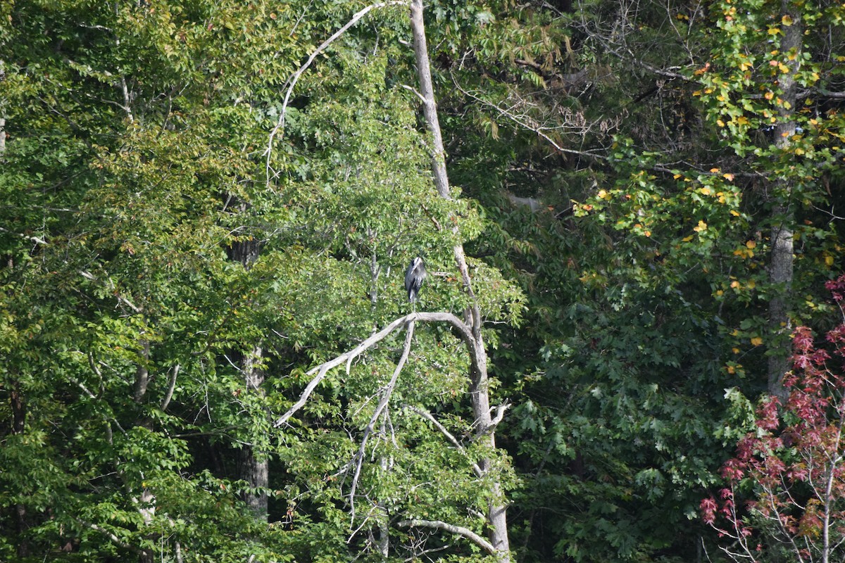 Great Blue Heron - ML642044038