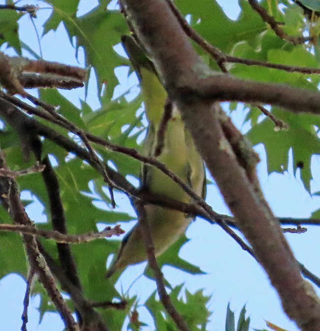 Red-eyed Vireo - ML642044045