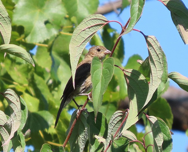 Indigo Bunting - ML642044053