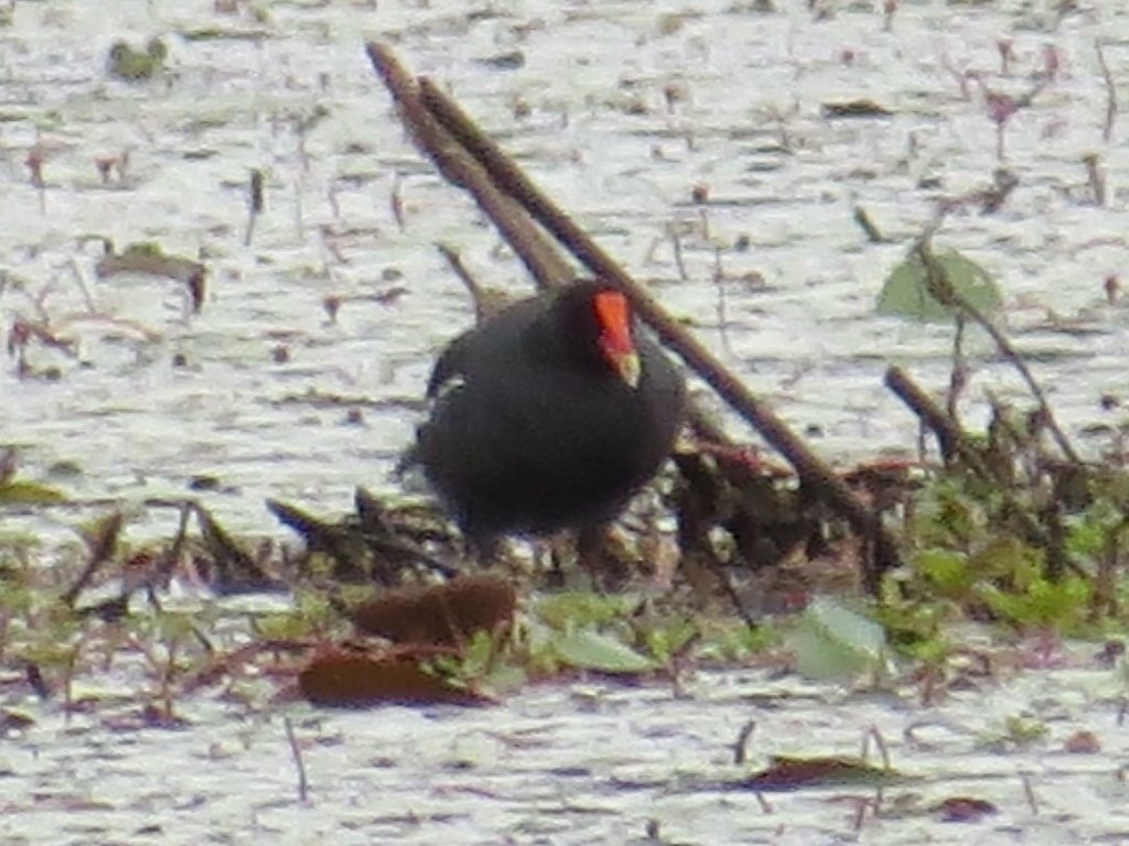Gallinule d'Amérique - ML642044054