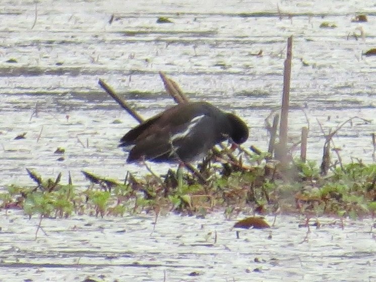 Gallinule d'Amérique - ML642044059