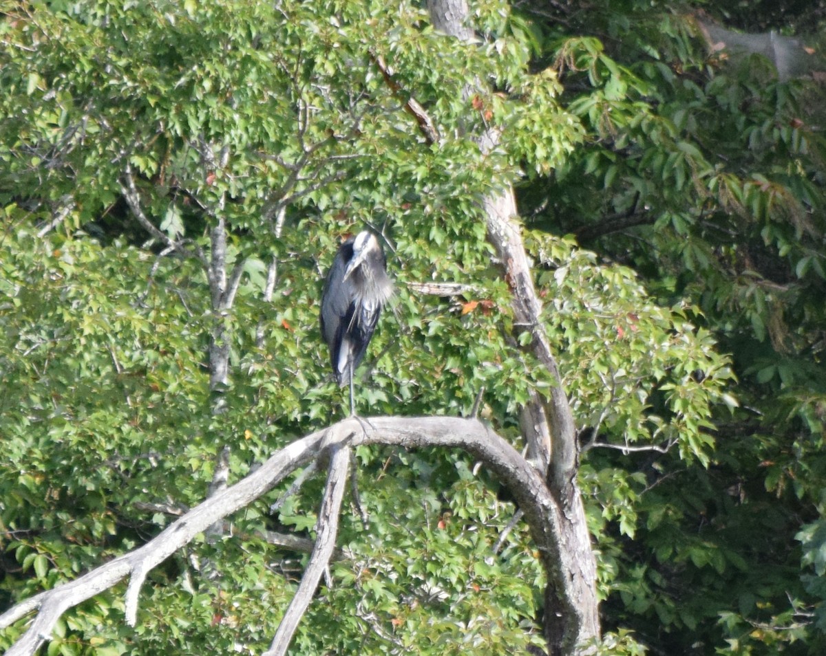 Great Blue Heron - ML642044062