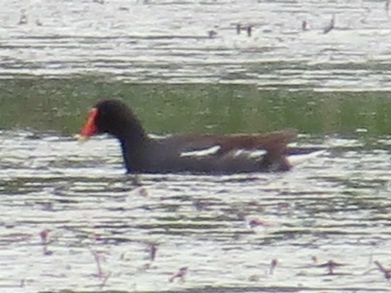 Gallinule d'Amérique - ML642044063