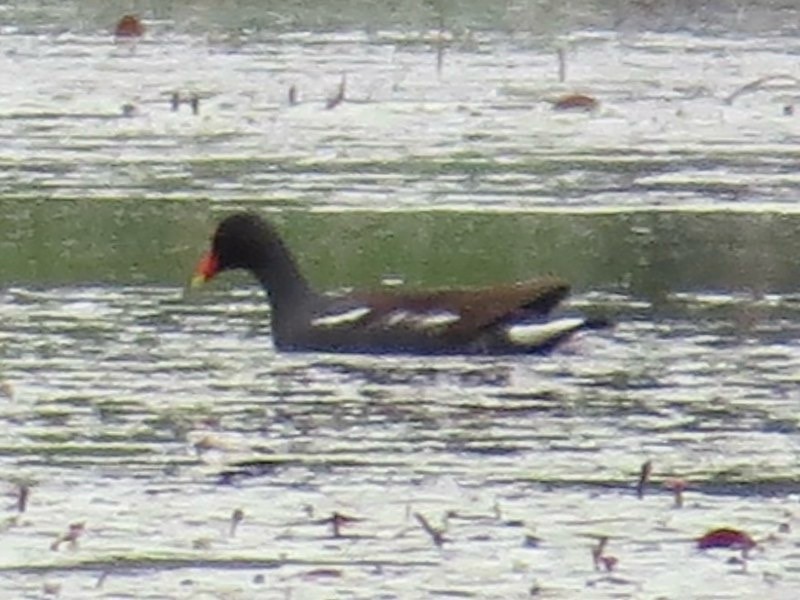Gallinule d'Amérique - ML642044064