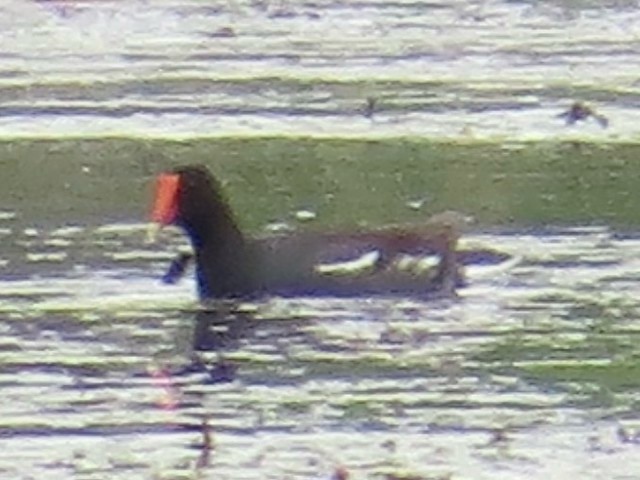 Gallinule d'Amérique - ML642044065