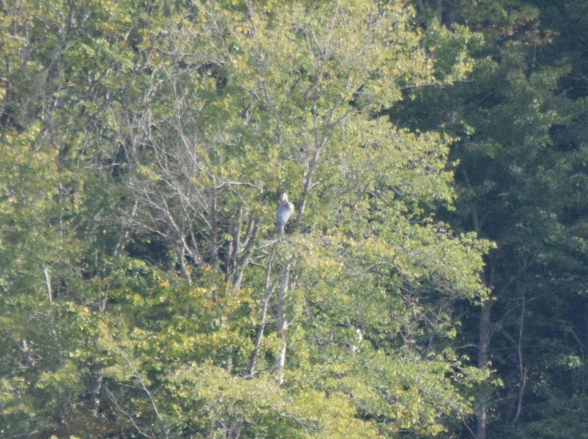 Great Blue Heron - ML642044067