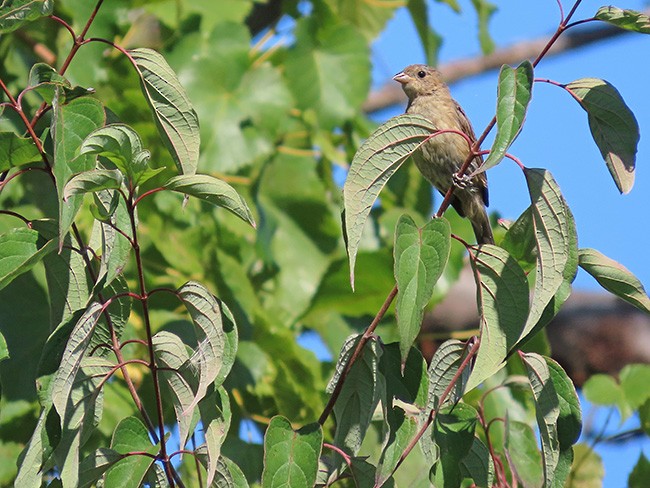 Indigo Bunting - ML642044069