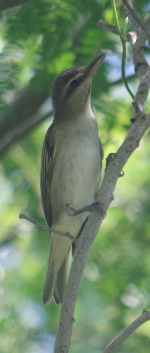 Black-whiskered Vireo - ML642044070
